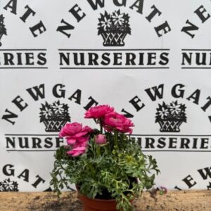 Ranunculus £3.99