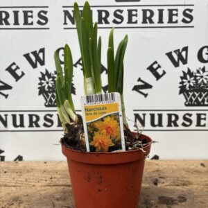 Daffodil, Daffy down dilly