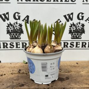 Daffodil, Daffy down dilly
