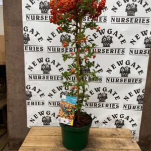 Pyracantha Orange Charmer 2 litre
