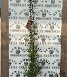Pyracantha Coccinea Red Column c5 150cms