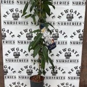 Clematis armandii Early Sensation