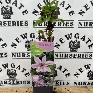 Clematis 2 litre mix