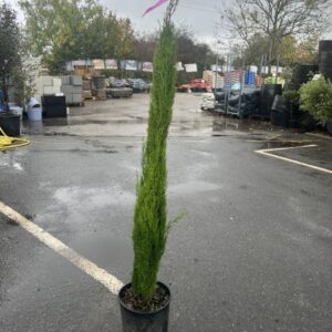 Cupressus Semp Totem 80/100CMS