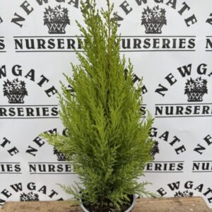 Monterey cypress, Cypress