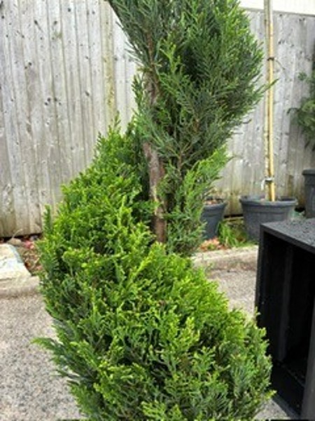 Cupressus leylandii Pyramid 150/170 Sprale c25 - Image 2