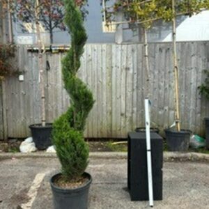Cupressus leylandii Pyramid 150/170 Sprale c25