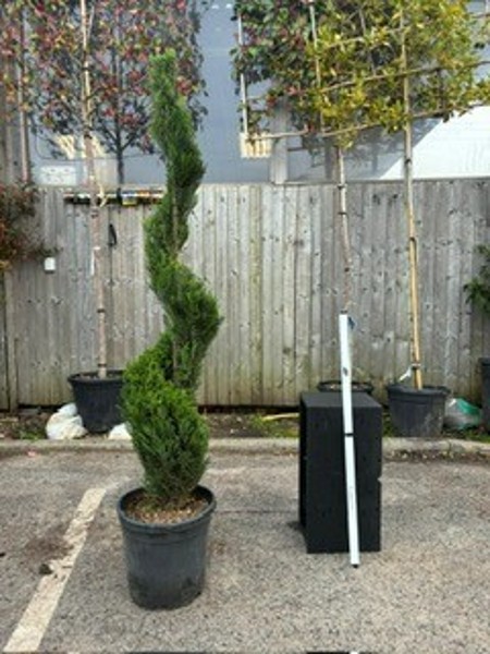 Cupressus leylandii Pyramid 150/170 Sprale c25