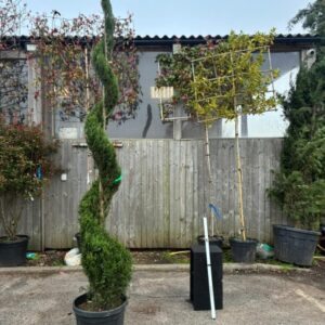 Cupressus leylandii Pyramid 250/270 Sprale c90