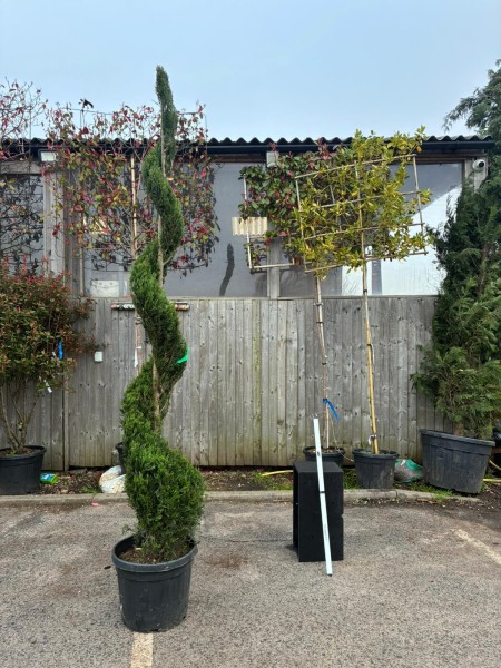 Cupressus leylandii Pyramid 250/270 Sprale c90