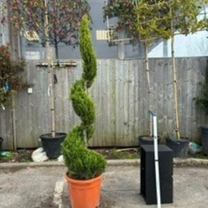 Cupressus leylandii Spiral C.W.Gold 180/200 cms