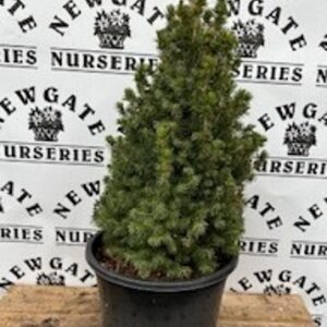 Picea Glauca  Daisys White 7.5l
