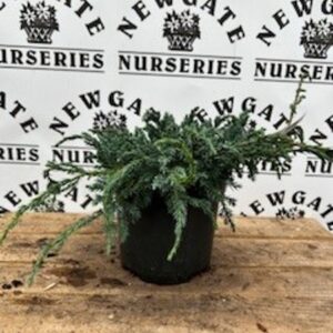 Juniperus Squamata  'Blue Carpet' c3