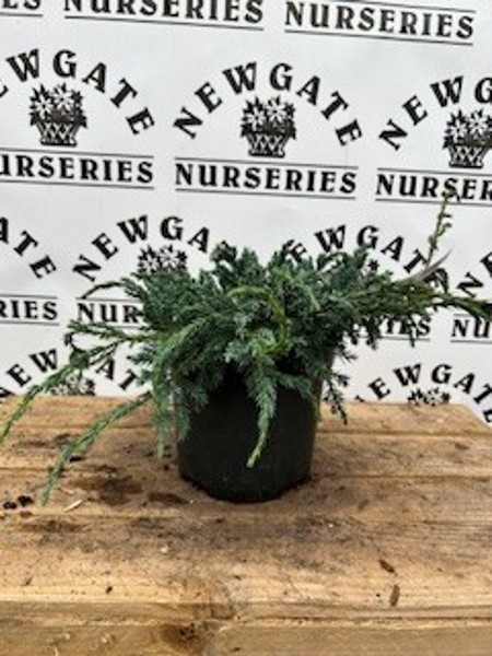 Juniperus Squamata 'Blue Carpet' c3