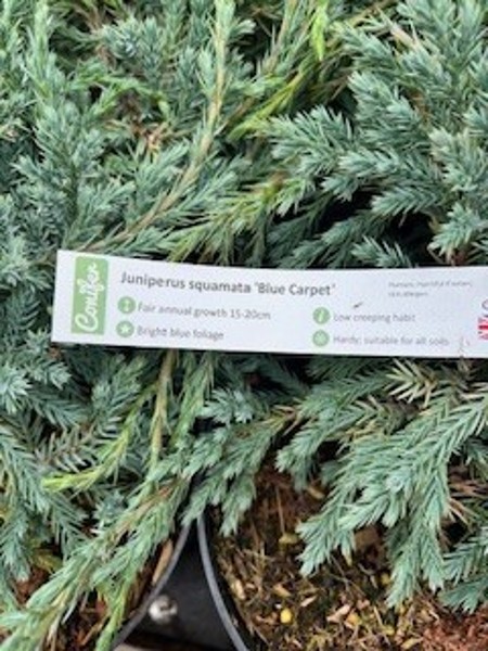 Juniperus Squamata 'Blue Carpet' c3 - Image 2