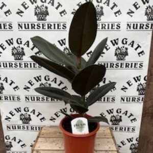 Ficus Robusta