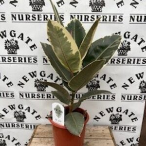 Ficus Robusta verigated