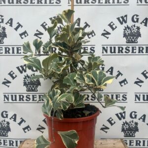 Ficus Natalensis Subs Lepri Sweetheart