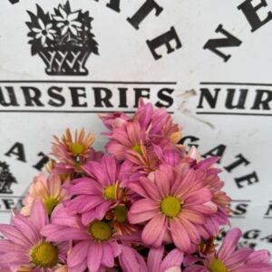 CHRYSANTHEMUM IND
