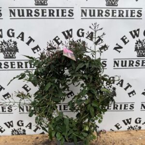 Jasminum polyanthemum Hoop