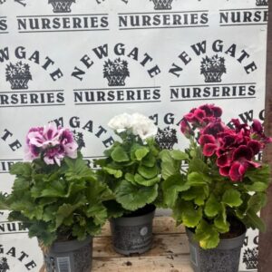 Pelargoniums Grandiflorum
