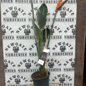 Strelitzia Reginae