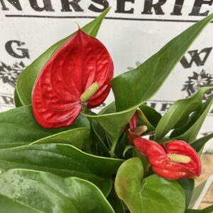 ANTHURIUM