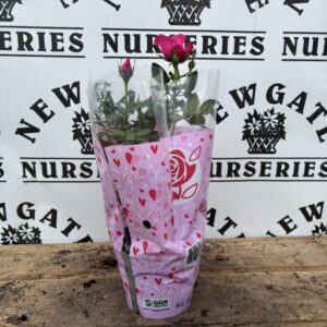 Indoor Rosa