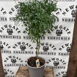 Argyranthemum Mini Standard