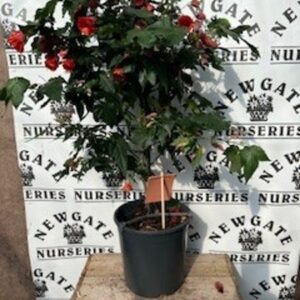 Abutilon Std Red Trumpet