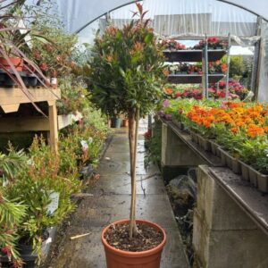 Callistemon laevis 1/2std