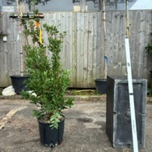 Callistemon laevis c10 80/100cms