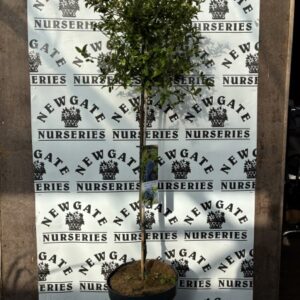Ceanothus 1/4 standard trees 90cm