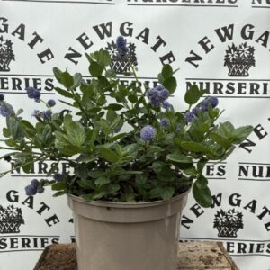 Ceanothus Blue Mound  C5