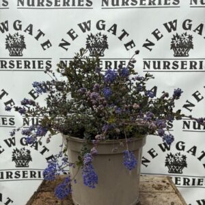 Ceanothus Blue Sapphire  C5