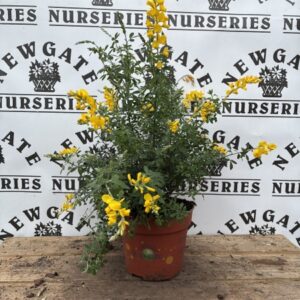Cytisus Fragrans