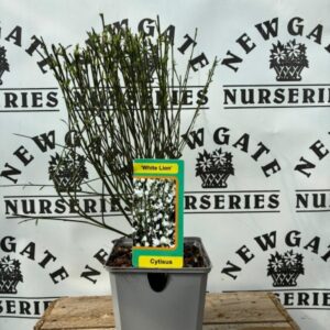 Cytisus praecox (Broom) Mix
