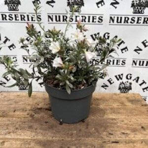 Silverbush