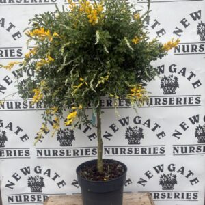 Cytisus racemosa Standard 50cm
