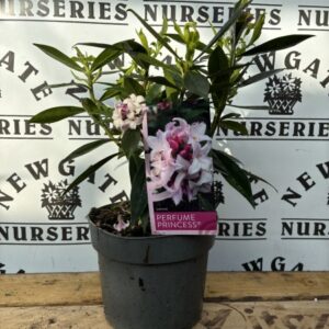 Daphne 'Perfume Princess'