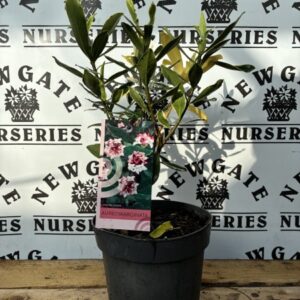Daphne Aureomarginata  C2