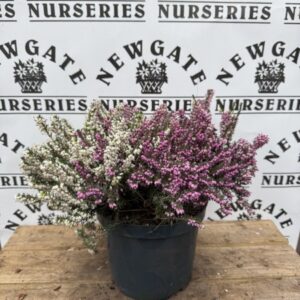 Erica Darleyensis Mix