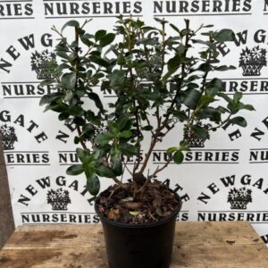 Escallonia Iveyi c3
