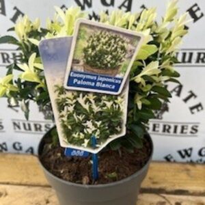 Euonymous jap Paloma Blanca c3