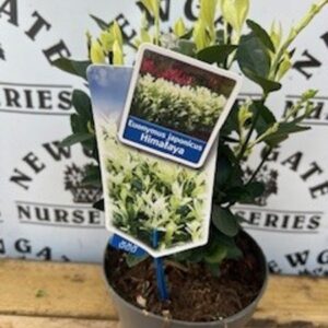 Euonymus Jap Himalaya
