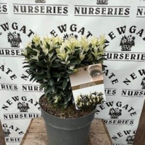 Euonymus Japon Paloma Blanca c5