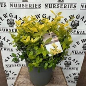 Euonymus Japon Goldmine c5