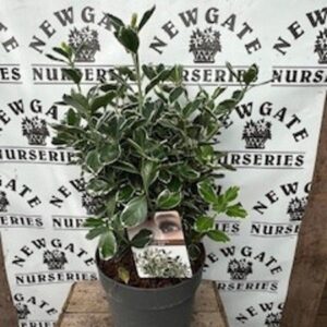 Euonymus Japon Kathy c5