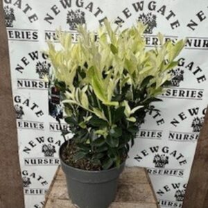 Euonymus Japon Extravaganza c5