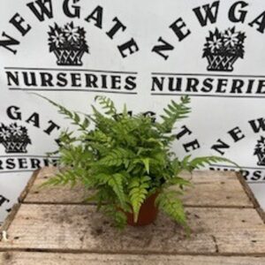 FERN Hardy mix outside
